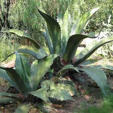 San Martino 加利波利