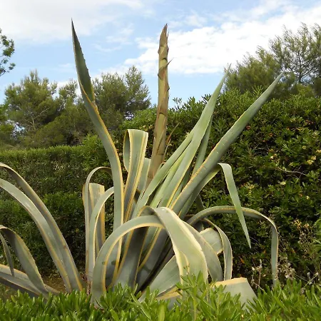 San Martino * 加利波利