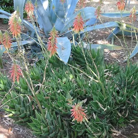 San Martino 加利波利