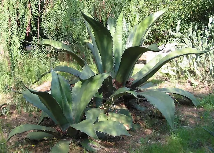 San Martino Gallipoli