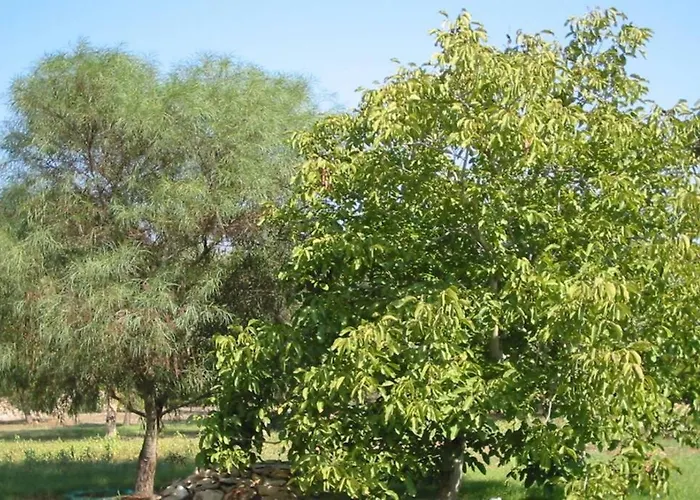 San Martino Gallipoli