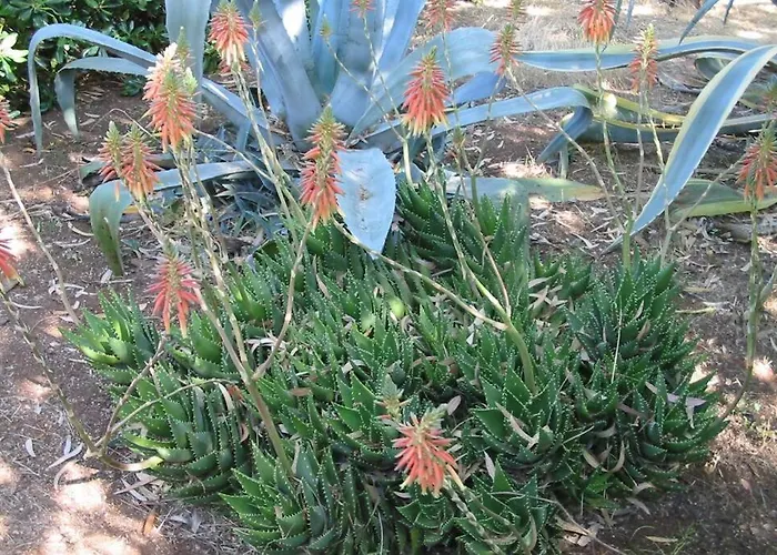 San Martino Gallipoli